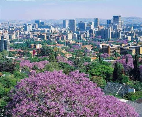 Jacaranda trees in bloom across Pretoria, the city we serve